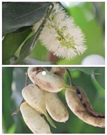 INGA(Inga Laurina) - Familia: Fabaceae